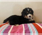 Small Photo #3 Bernese Mountain Dog Puppy For Sale in FRANKTOWN, CO, USA