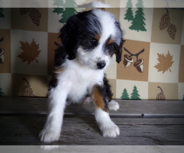 Medium Photo #4 Miniature Bernedoodle Puppy For Sale in MILLERSBURG, OH, USA