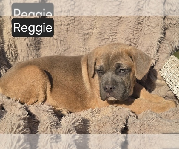 Medium Photo #6 Cane Corso Puppy For Sale in MINERAL WELLS, WV, USA