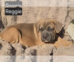 Small #5 Cane Corso