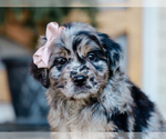 Small #1 Australian Retriever