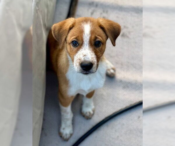 Medium Photo #2 Australian Shepherd-Unknown Mix Puppy For Sale in Genesee, WI, USA