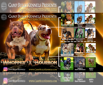 Small Photo #4 American Bully Puppy For Sale in JOHNS ISLAND, SC, USA