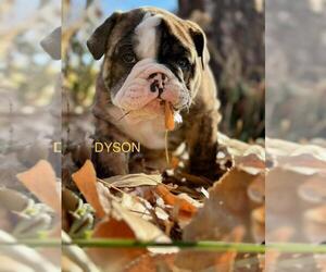 Bulldog Puppy for sale in BERTHOUD, CO, USA