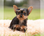 Puppy 16 Yorkshire Terrier