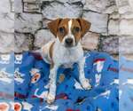 Small #3 Jack Russell Terrier Mix