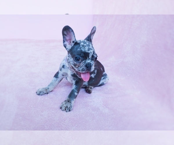 Medium Photo #6 French Bulldog Puppy For Sale in SUWANEE, GA, USA
