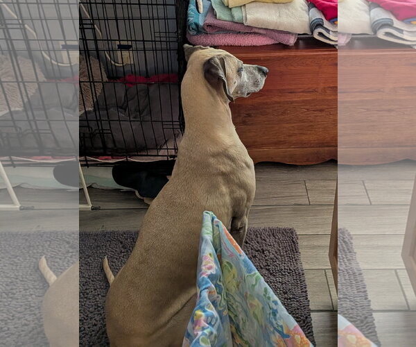 Medium Photo #21 Black Mouth Cur-Unknown Mix Puppy For Sale in Sanford, FL, USA