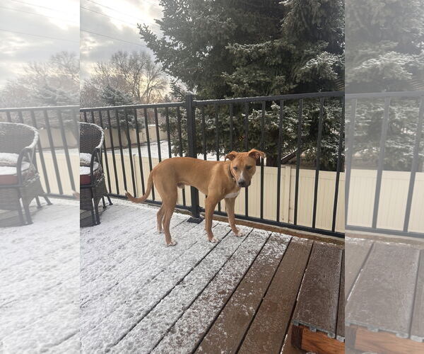 Medium Photo #7 Boxador Puppy For Sale in MIDWAY, UT, USA