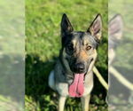 Small #5 German Shepherd Dog