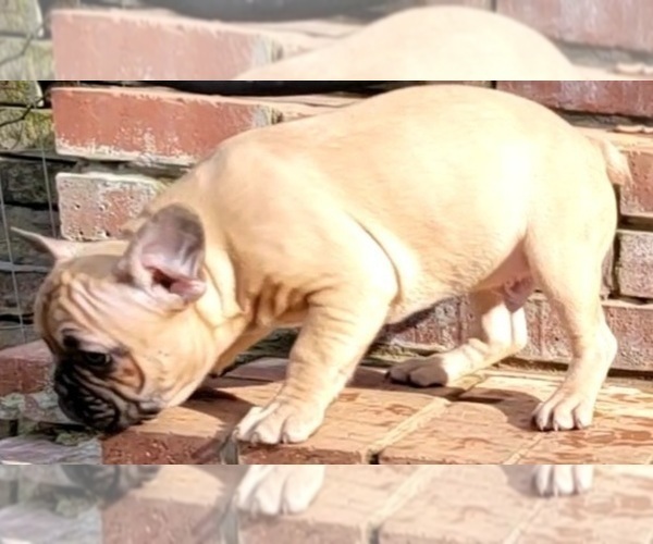 Medium Photo #10 French Bulldog Puppy For Sale in HUDDLESTON, VA, USA
