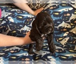 Small #1 Cocker Spaniel