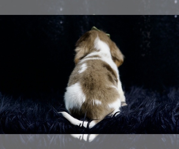 Medium Photo #5 Dachshund Puppy For Sale in WARSAW, IN, USA