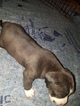 Small Photo #24 American Pit Bull Terrier Puppy For Sale in GRIFFIN, GA, USA