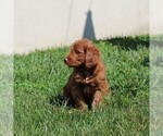 Small Photo #4 Labradoodle-Poodle (Standard) Mix Puppy For Sale in RONKS, PA, USA