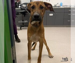 Tonks - Male Labrador Retriever-Unknown Mix Dog for Adoption