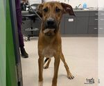 Tonks - Male Labrador Retriever-Unknown Mix Dog for Adoption - Small photo