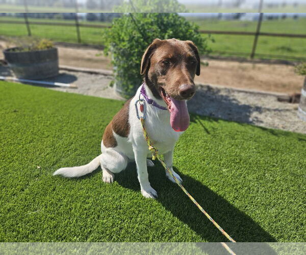 Medium Photo #3 Labrador Retriever-Unknown Mix Puppy For Sale in Clovis, CA, USA