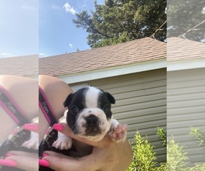 Boston Terrier Puppy for sale in FREDONIA, KS, USA