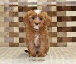Small #2 Cavapoo (Miniature)