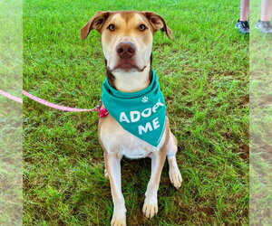 Odin - Male Mutt Dog for Adoption - Photo #7