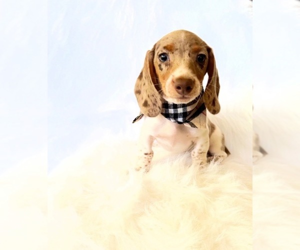Medium Photo #5 Dachshund Puppy For Sale in DAVIS, CA, USA