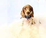 Small #4 Dachshund