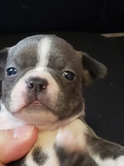 Boston Terrier Puppy for sale in BEEVILLE, TX, USA