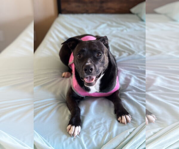 Medium Photo #6 American Staffordshire Terrier-Unknown Mix Puppy For Sale in Rosenberg, TX, USA