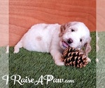 Small Photo #7 Goldendoodle-Poodle (Standard) Mix Puppy For Sale in OVERGAARD, AZ, USA