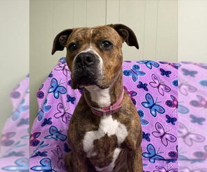 Buttercup - Female Boxer-Unknown Mix Dog for Adoption