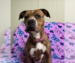 Buttercup - Female Boxer-Unknown Mix Dog for Adoption - Small photo