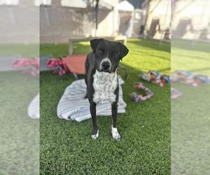 Pointer-Unknown Mix Dogs for adoption in Chula Vista, CA, USA