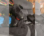 Small #3 Great Dane Mix