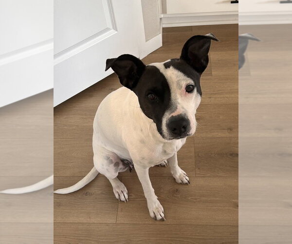 Medium Photo #5 Lab-Pointer Puppy For Sale in Lakewood, CO, USA