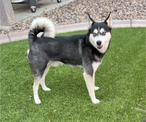 Medium Photo #1 Alaskan Klee Kai Puppy For Sale in SAN TAN VALLEY, AZ, USA