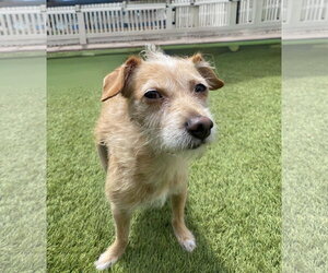 Maude - Female Mutt Dog for Adoption - Photo #3