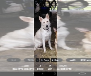 Father of the German Shepherd Dog puppies born on 02/17/2026