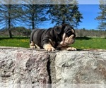 Small #3 English Bulldog