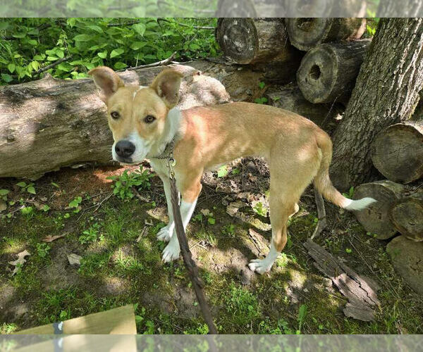 Medium Photo #4 Siberian Husky-Unknown Mix Puppy For Sale in Linton, IN, USA