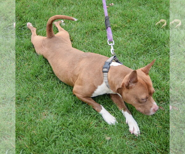 Medium Photo #8 American Bulldog-American Staffordshire Terrier Mix Puppy For Sale in Huntley, IL, USA
