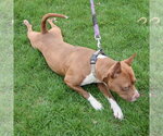 Small #7 American Bulldog-American Staffordshire Terrier Mix