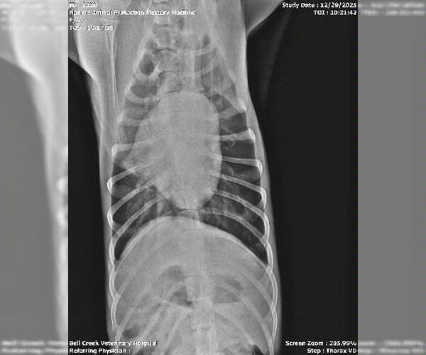 Medium Photo #4 Mutt Puppy For Sale in Glen Allen, VA, USA