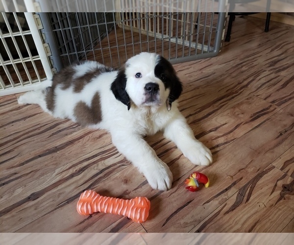 Medium Photo #2 Saint Bernard Puppy For Sale in ONONDAGA, MI, USA