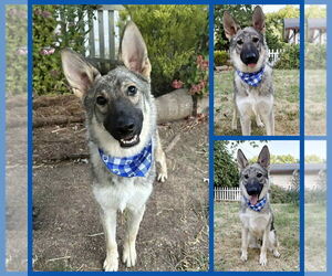 German Shepherd Dog Dogs for adoption in Yuba City, CA, USA