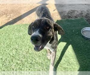 Labrador Retriever Dogs for adoption in HESPERIA, CA, USA