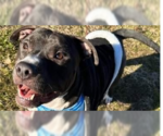 Small #3 American Pit Bull Terrier-American Staffordshire Terrier Mix