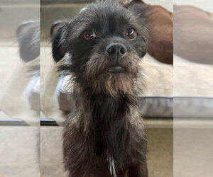 Lincoln - Male Mutt Dog for Adoption - Photo #4
