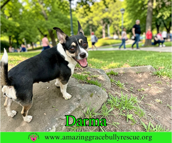 Medium Photo #1 Jack Russell Terrier-Unknown Mix Puppy For Sale in Milton, FL, USA