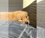 Small #2 Golden Retriever